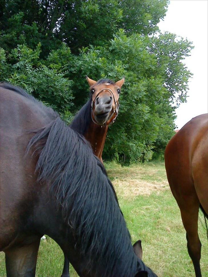 Welsh Partbred (Sec F) First Choice *StaldDK - se mig.    er jeg ikke smuk ? billede 15