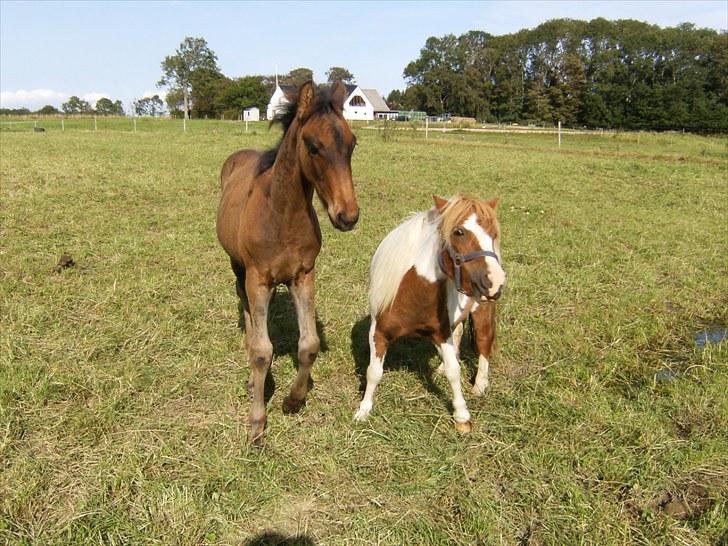 Anden særlig race Luchano (solgt) - Luchano drengen og hans bedste ven :D billede 18