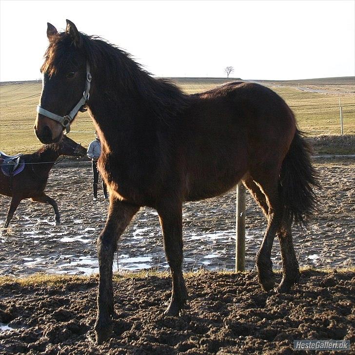 Anden særlig race Luchano (solgt) - Marts 2011.. <3 billede 19