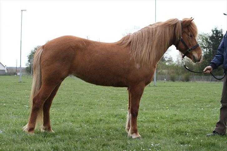 Islænder Freyja fra Akureyri - Fra hendes kåring i 2007 billede 2