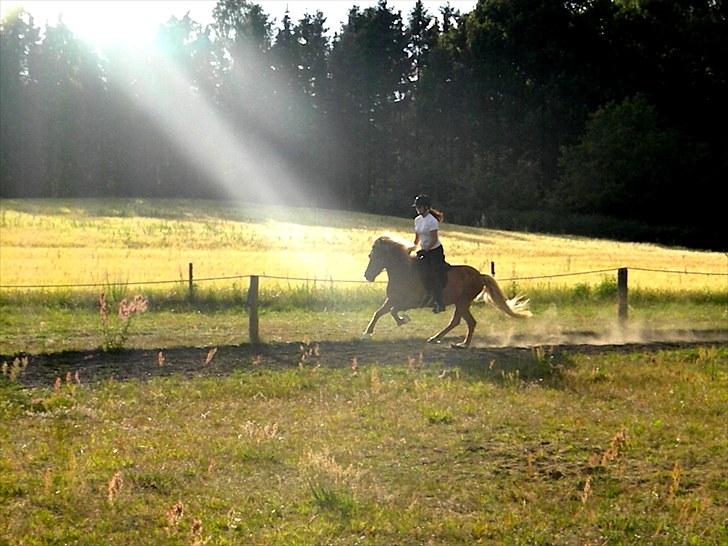 Islænder Freyja fra Akureyri - Juni 2010 billede 3