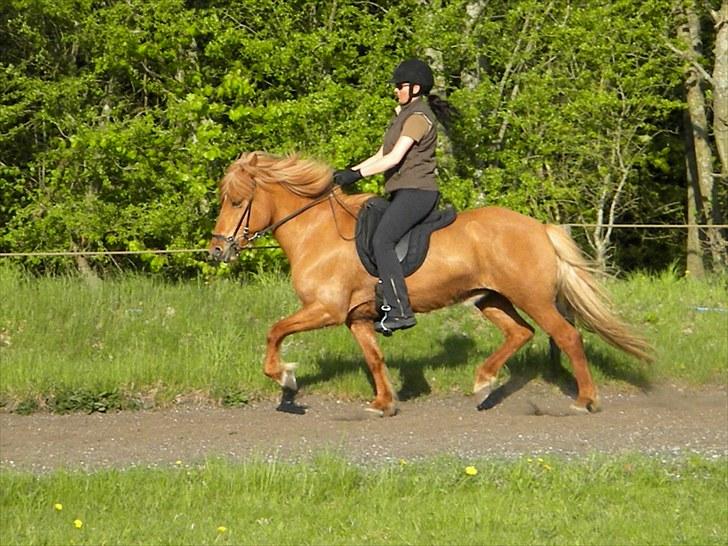 Islænder Freyja fra Akureyri - Maj 2010 billede 4