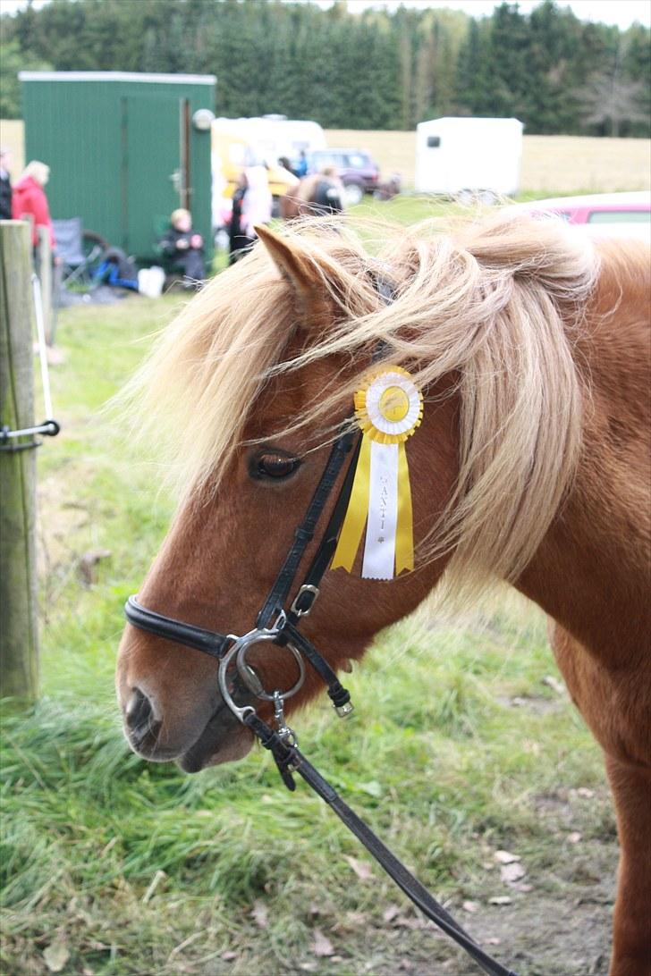 Islænder Freyja fra Akureyri - Freyja og hendes roset billede 6