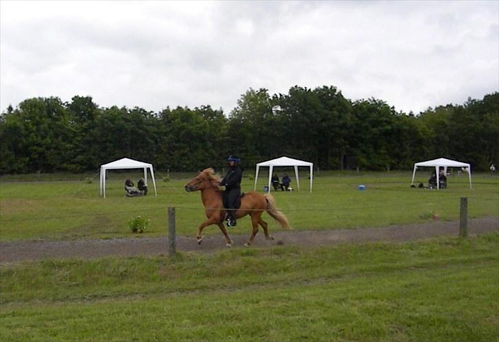Islænder Freyja fra Akureyri - Hendes første stævne i T8 ( jeg arbejder på at få hendes form ned) billede 7