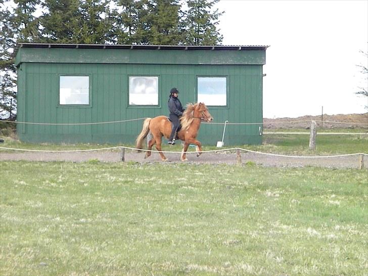 Islænder Freyja fra Akureyri - Maj 2010 billede 8