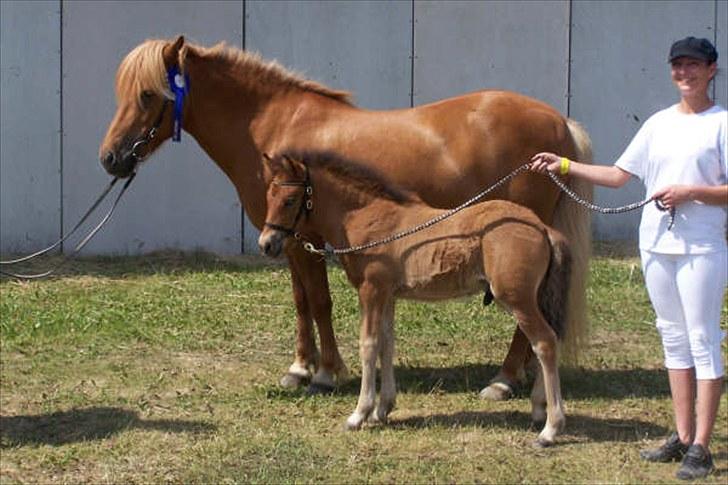 Islænder Freyja fra Akureyri - Landsskuet Herning 2009 her med Ægir fra Toftdal billede 9