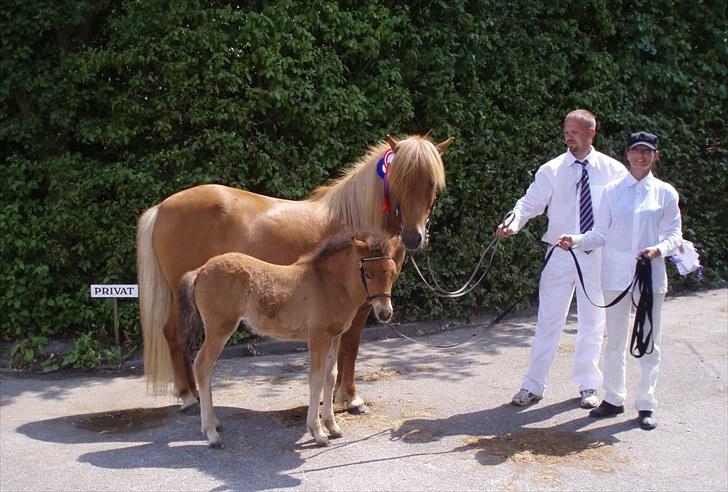Islænder Freyja fra Akureyri - Landsskuet Herning 2009 her med Ægir fra Toftdal billede 10