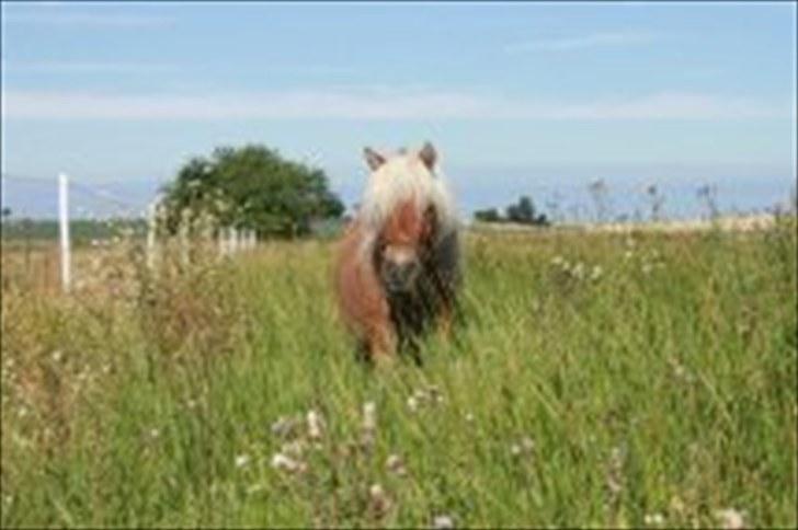 Shetlænder Dotzauers Frederik - Fra d. 26/7-10 taget af den dygtige Tine silkjær som de fleste andre også er.. :) billede 10