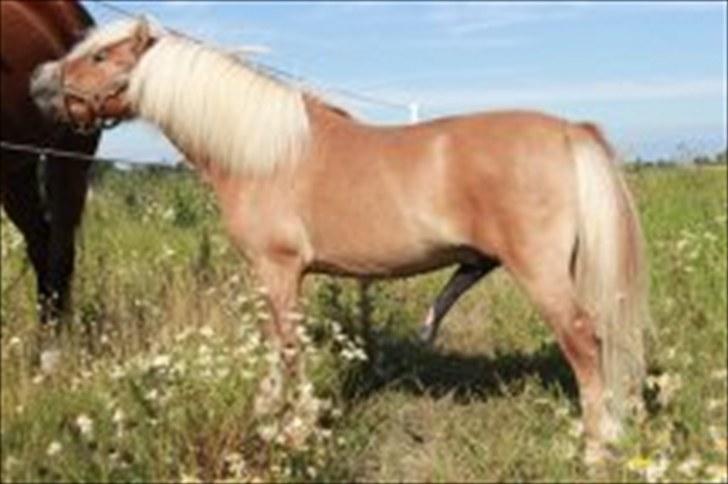 Shetlænder Dotzauers Frederik - Fra d. 26/7-10 billede 11