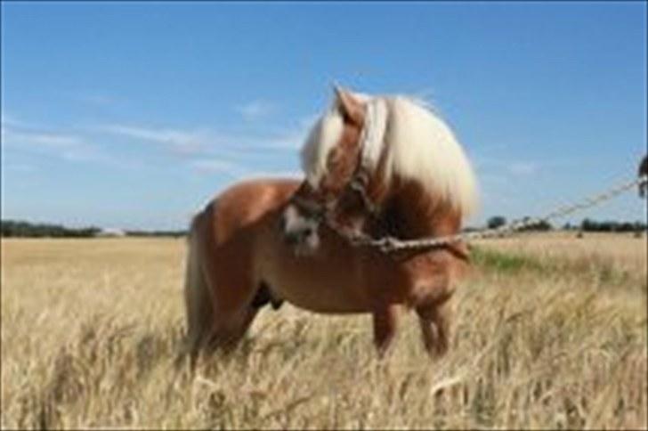 Shetlænder Dotzauers Frederik - fra d. 26/7 billede 12