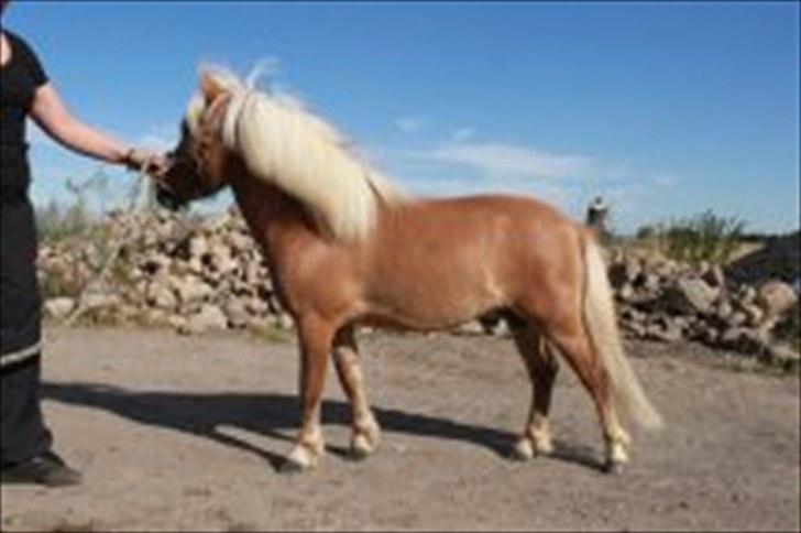 Shetlænder Dotzauers Frederik - Fra d. 26/7 billede 13