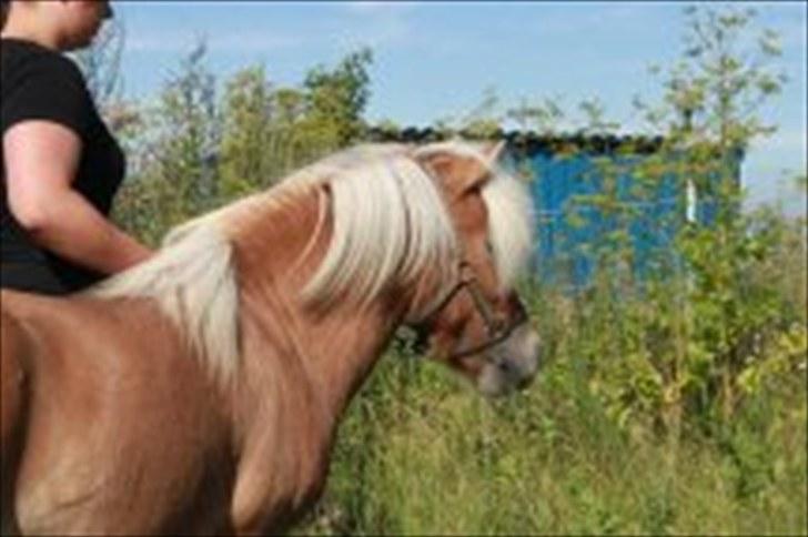 Shetlænder Dotzauers Frederik - 26/7 billede 14