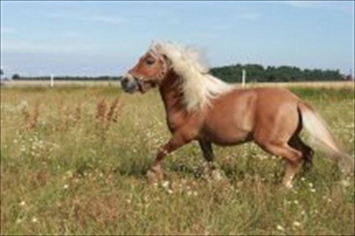 Shetlænder Dotzauers Frederik - 26/7 billede 15