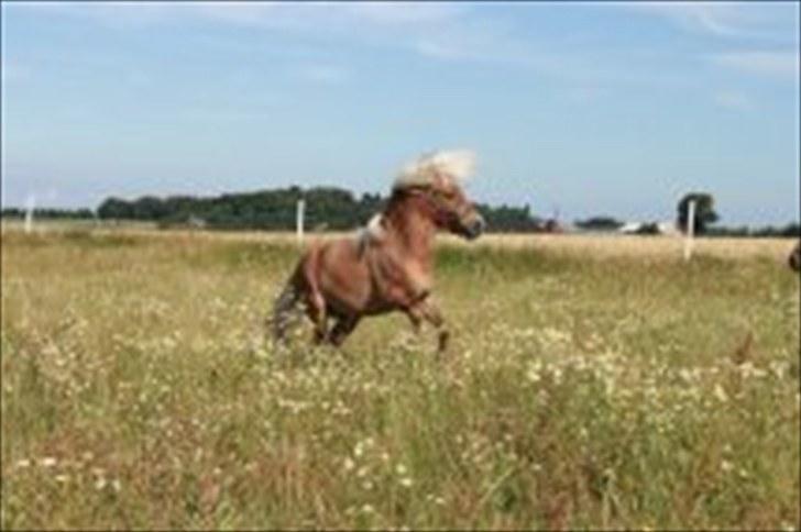Shetlænder Dotzauers Frederik - 26/7 billede 16