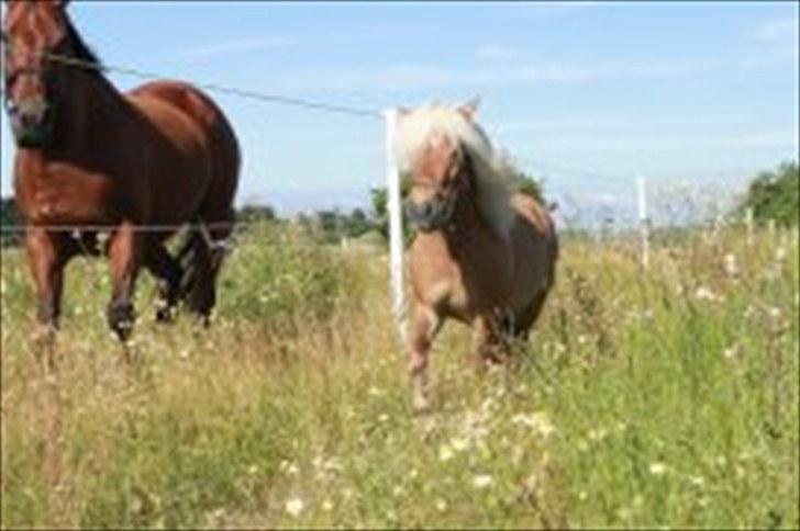 Shetlænder Dotzauers Frederik - 26/7 billede 17