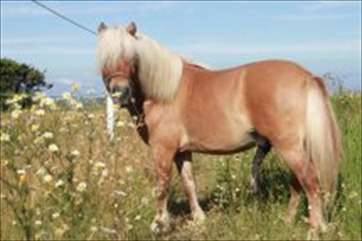 Shetlænder Dotzauers Frederik - 26/7 billede 18