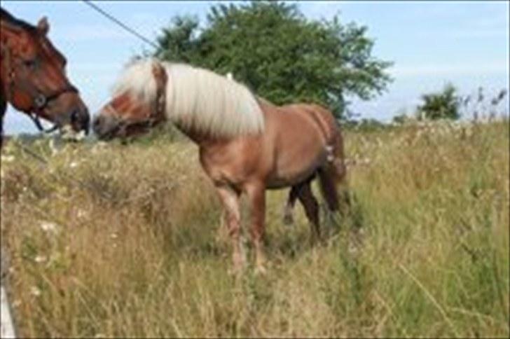 Shetlænder Dotzauers Frederik - 26/7 billede 19