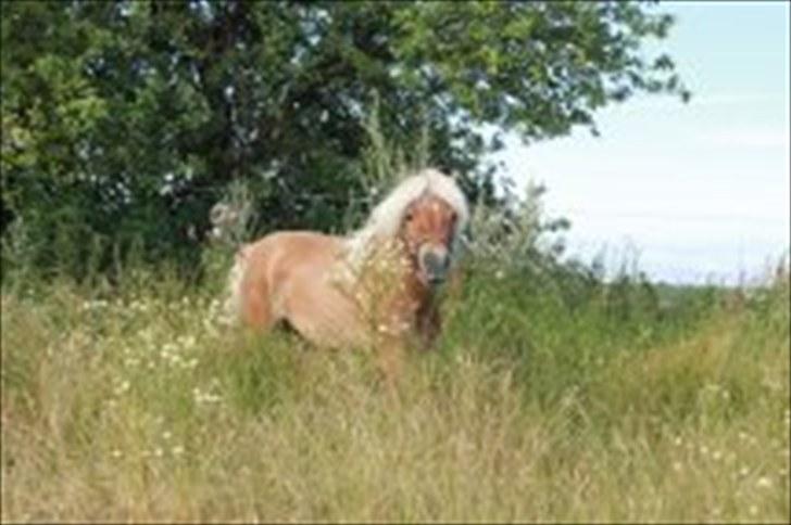 Shetlænder Dotzauers Frederik - 26/7 billede 20