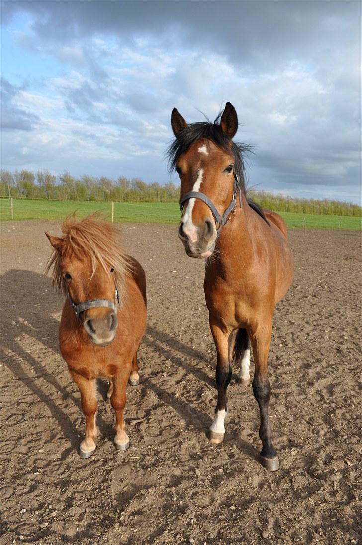 Anden særlig race Ferrari  billede 14