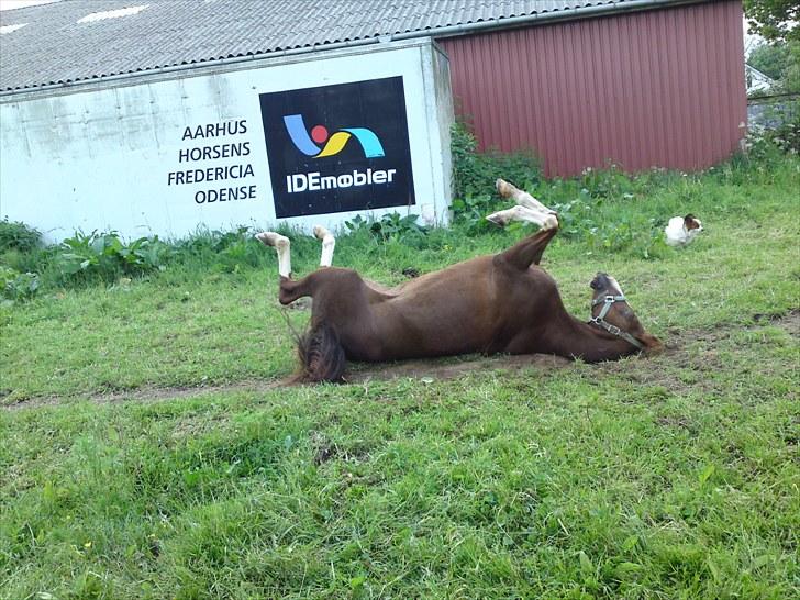 Sportsaraber (A) Iwan (four socks) billede 10