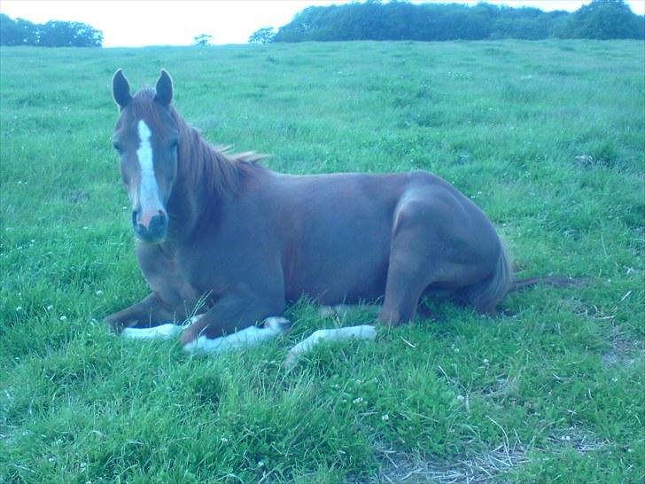 Sportsaraber (A) Iwan (four socks) billede 11