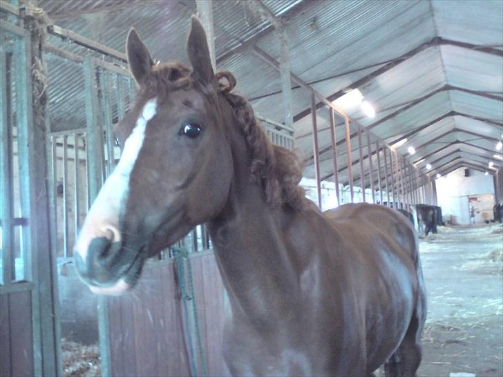 Sportsaraber (A) Iwan (four socks) - efter stævne. billede 12