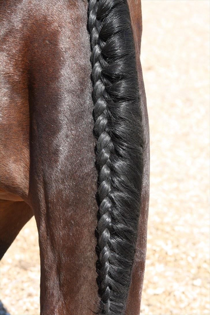 Anden særlig race bonnie billede 18