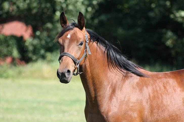 Dansk Varmblod Sasti billede 7