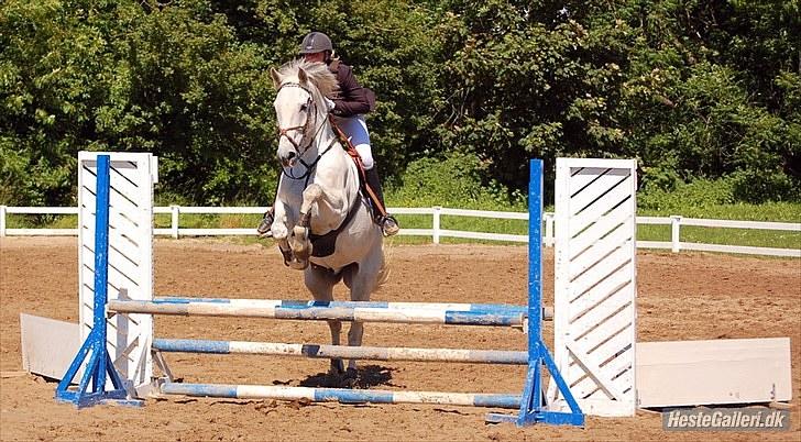 Anden særlig race May Day - VOSK sløjfespring 80 cm - vi red fejlfrit! billede 11