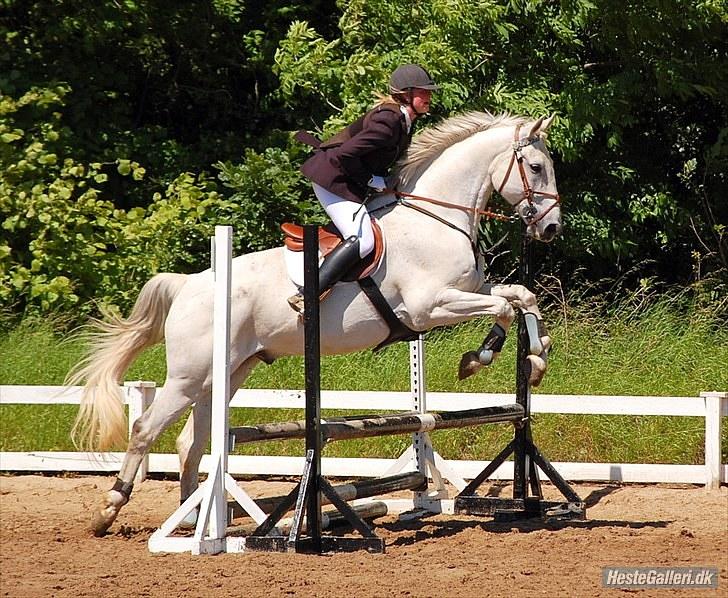 Anden særlig race May Day - VOSK sløjfespring 70 cm - vi red fejlfrit! billede 13