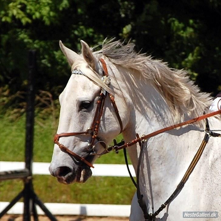 Anden særlig race May Day - Smukke dreng!! Fra vosk sløjfespring billede 14