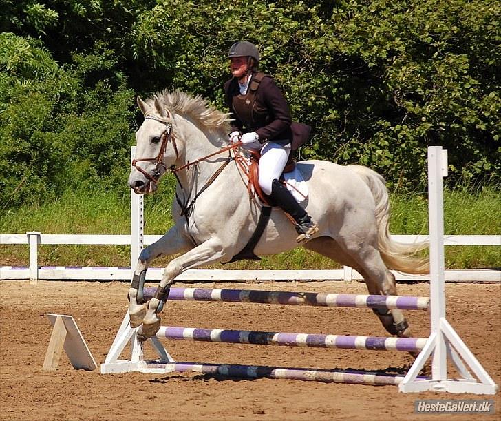 Anden særlig race May Day - VOSK sløjfespring 70 cm - vi red fejlfrit! billede 15