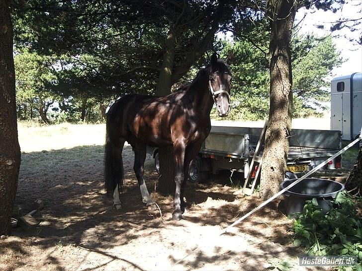 Selle Francais Katangas De Breve * Den bedste af alle, min drøm billede 5