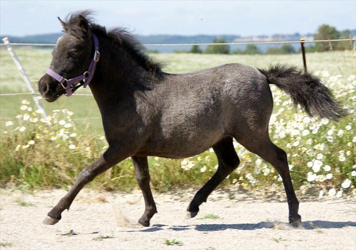 Belgisk Miniature RKG Moons Happy Miracle - d. 26 juli 2010 Næsten 4 mdr. gammel.  billede 15