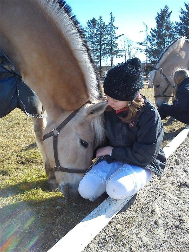 Fjordhest KøgeSportsrideklub's Pegasus - Miin Stjerne&#9829;´ billede 1