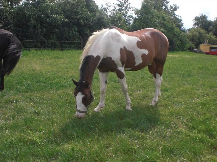 Pinto | Iszpan. billede 20