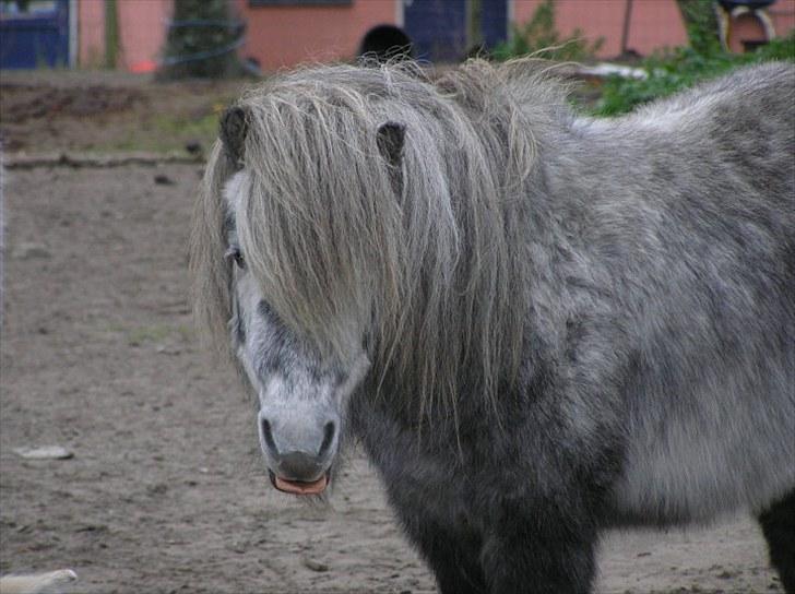 Shetlænder Justin  billede 7