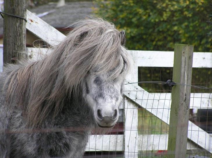 Shetlænder Justin  billede 10