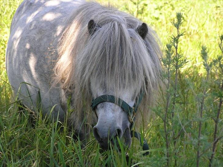 Shetlænder Justin  billede 11