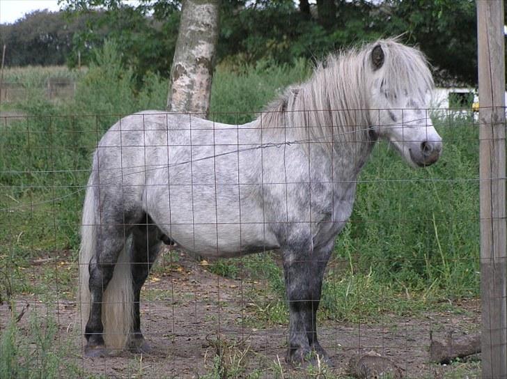 Shetlænder Justin  billede 14