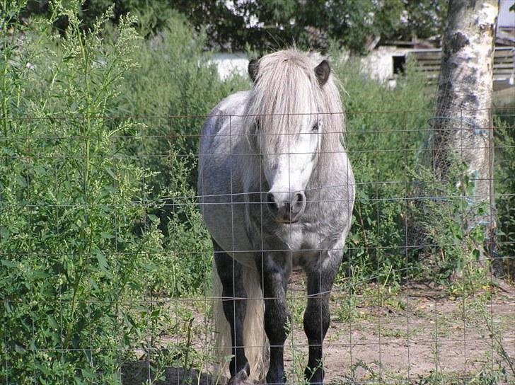 Shetlænder Justin  billede 15