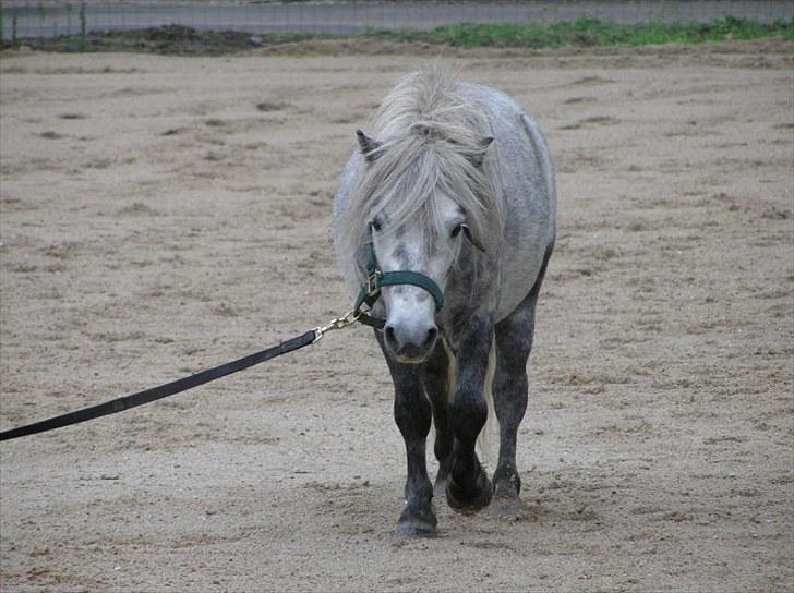 Shetlænder Justin  billede 18