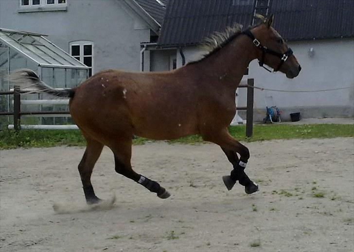 Anden særlig race Lando - lidt galop.. *nyt billede* billede 13