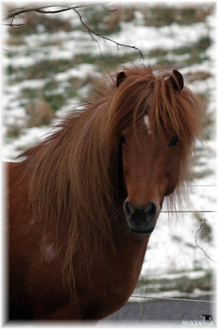 Islænder Freyja fra Akureyri billede 11