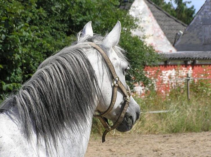 Anden særlig race  Stella<3 SOLGT  billede 4