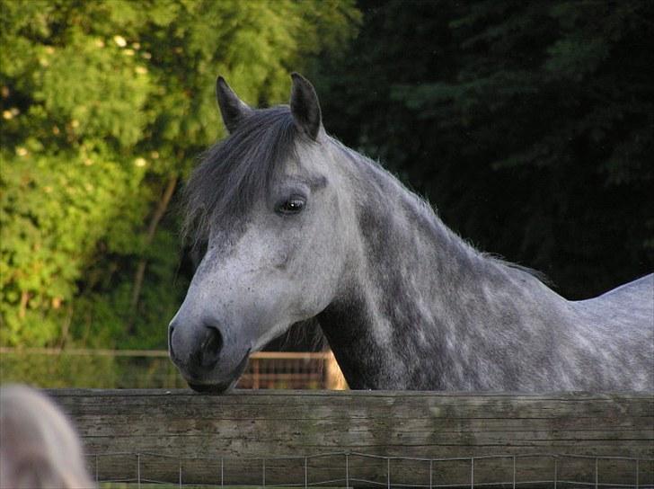 Anden særlig race  Stella<3 SOLGT  billede 5