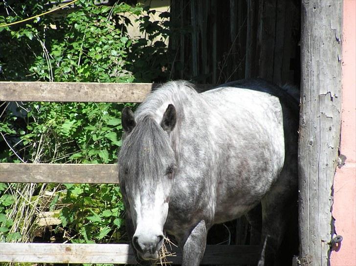 Anden særlig race  Stella<3 SOLGT  billede 6