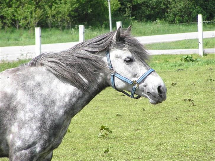 Anden særlig race  Stella<3 SOLGT  billede 7
