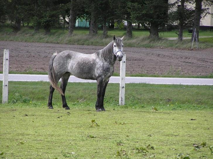 Anden særlig race  Stella<3 SOLGT  billede 8