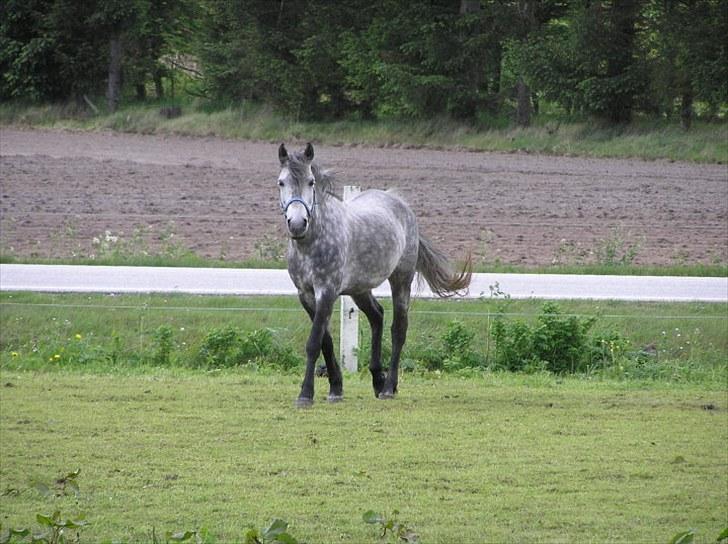 Anden særlig race  Stella<3 SOLGT  billede 9